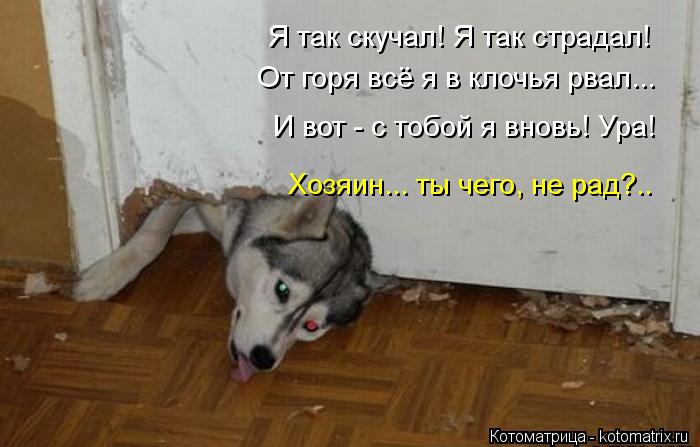 Я так скучал! Я так страдал! От горя всё я в клочья рвал... И вот - с тобой я вновь! Ура! Хозяин... т... Котоматрица: Я так скучал! Я так страдал! От горя всё я в клочья рвал... И вот - с тобой я вновь! Ура! Хозяин... ты чего, не рад?..