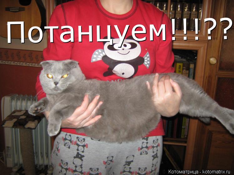Котоматрица: Потанцуем!!!???