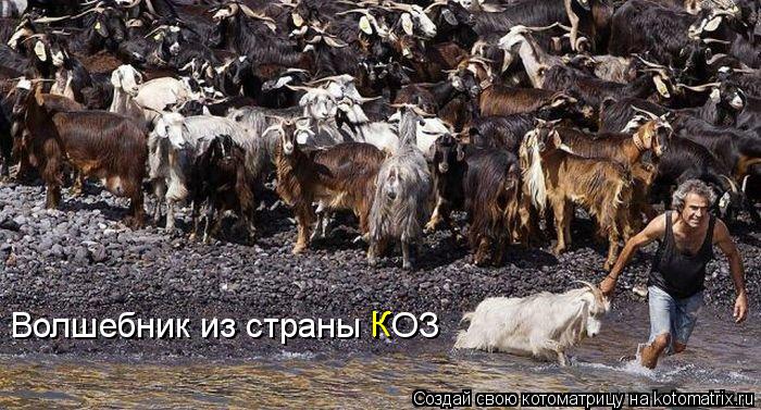 Волшебник из страны КОЗ К... Котоматрица: Волшебник из страны КОЗ К