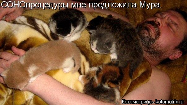 Котоматрица: СОНОпроцедуры мне предложила Мура.