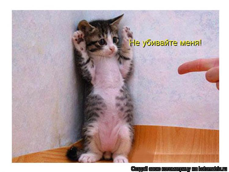 Не убивайте меня!... Котоматрица: Не убивайте меня!