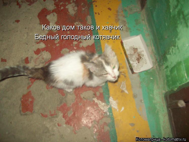 Каков дом таков и хавчик Бедный голодный котявчик... Котоматрица: Каков дом таков и хавчик Бедный голодный котявчик