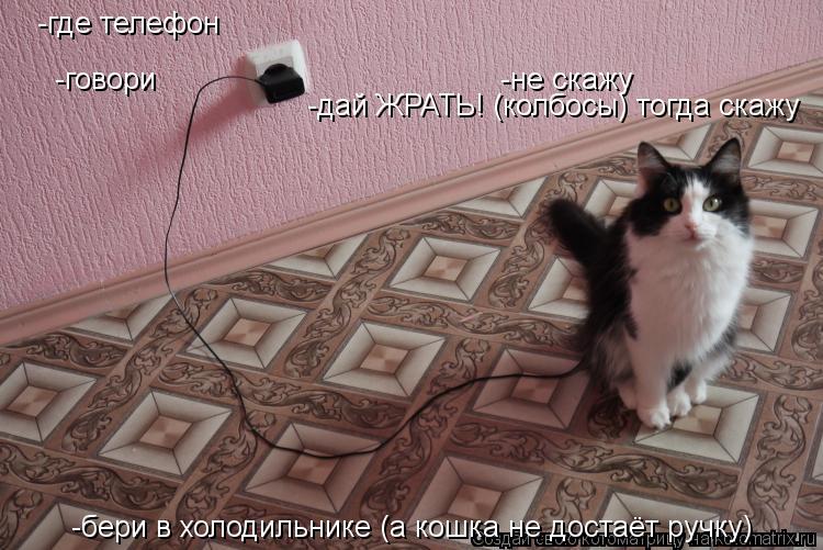 -где телефон -не скажу -говори -дай ЖРАТЬ! (колбосы) тогда скажу -бери в холодильнике (а кошка не дос... Котоматрица: -где телефон -не скажу -говори -дай ЖРАТЬ! (колбосы) тогда скажу -бери в холодильнике (а кошка не достаёт ручку)