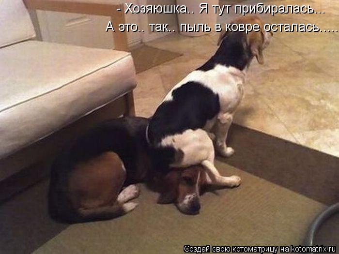 - Хозяюшка.. Я тут прибиралась... А это.. так.. пыль в ковре осталась........ Котоматрица: - Хозяюшка.. Я тут прибиралась... А это.. так.. пыль в ковре осталась.....