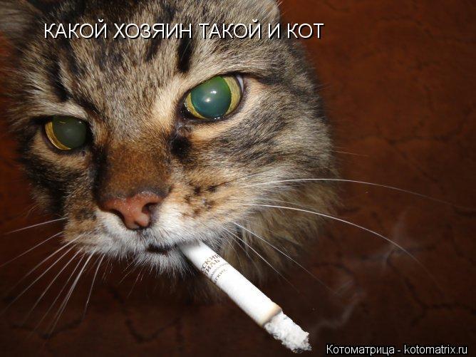 КАКОЙ ХОЗЯИН ТАКОЙ И КОТ... Котоматрица: КАКОЙ ХОЗЯИН ТАКОЙ И КОТ