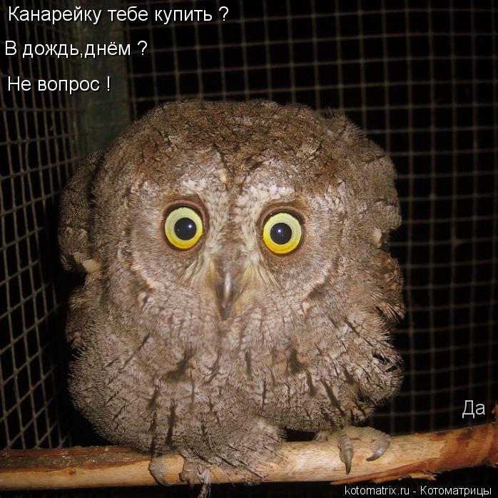 Канарейку тебе купить ? Да В дождь,днём ? Не вопрос !... Котоматрица: Канарейку тебе купить ? Да В дождь,днём ? Не вопрос !