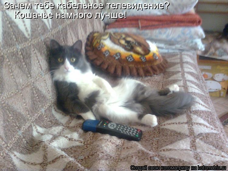 Зачем тебе кабельное телевидение? Кошачье намного лучше!... Котоматрица: Зачем тебе кабельное телевидение? Кошачье намного лучше!