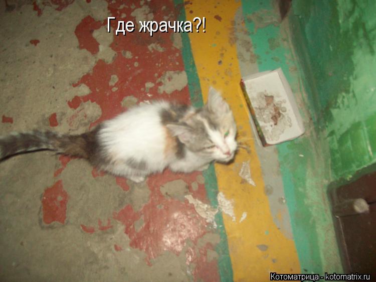 Где жрачка?!... Котоматрица: Где жрачка?!