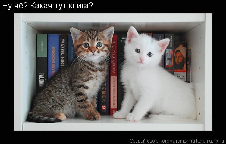 Ну чё? Какая тут книга?... Котоматрица: Ну чё? Какая тут книга?