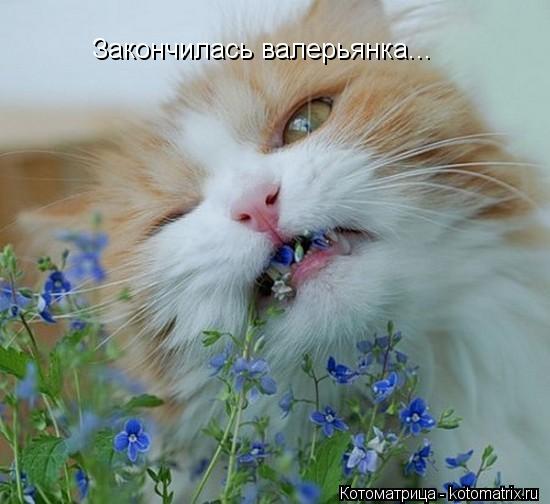 Закончилась валерьянка...... Котоматрица: Закончилась валерьянка...