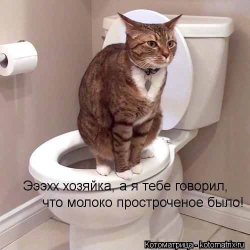 Эээхх хозяйка, а я тебе говорил, что молоко простроченое было!... Котоматрица: Эээхх хозяйка, а я тебе говорил, что молоко простроченое было!