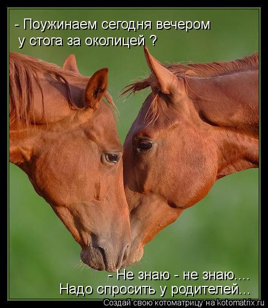 - Поужинаем сегодня вечером у стога за околицей ? - Не знаю - не знаю.... Надо спросить у родителей..... Котоматрица: - Поужинаем сегодня вечером у стога за околицей ? - Не знаю - не знаю.... Надо спросить у родителей...