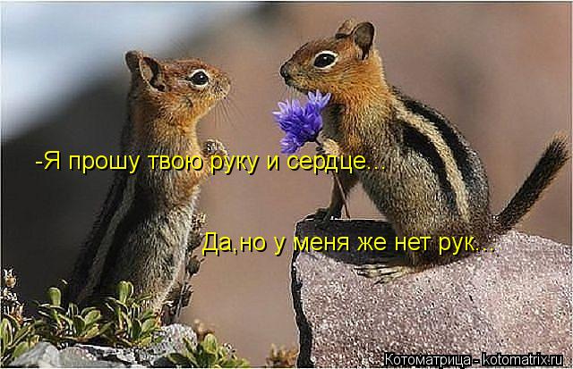 Котоматрица: -Я прошу твою руку и сердце... Да,но у меня же нет рук...