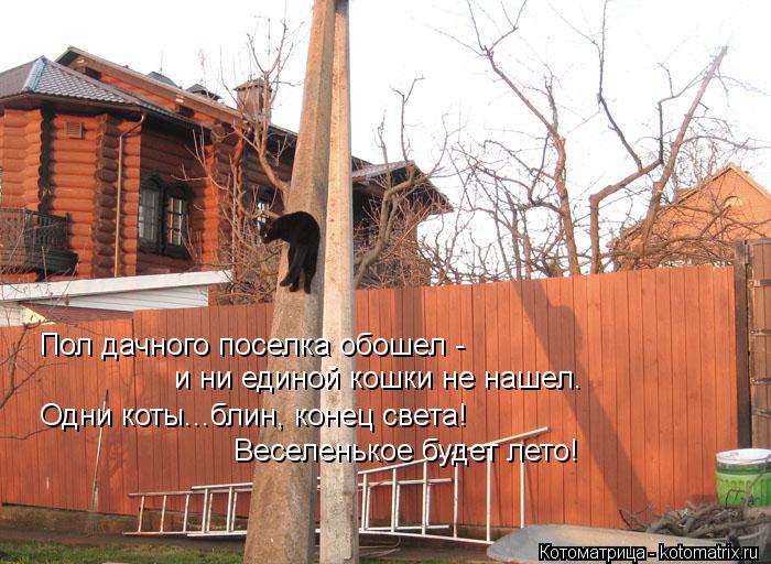 Пол дачного поселка обошел - и ни единой кошки не нашел. Одни коты...блин, конец света! Веселенькое ... Котоматрица: Пол дачного поселка обошел - и ни единой кошки не нашел. Одни коты...блин, конец света! Веселенькое будет лето!