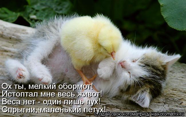 Котоматрица: Ох ты, мелкий обормот! Истоптал мне весь живот! Веса нет - один лишь пух! Спрыгни, маленький петух!