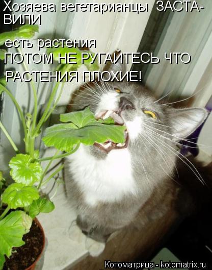 есть растения Хозяева вегетарианцы ЗАСТА- ВИЛИ ПОТОМ НЕ РУГАЙТЕСЬ ЧТО РАСТЕНИЯ ПЛОХИЕ!... Котоматрица: есть растения Хозяева вегетарианцы ЗАСТА- ВИЛИ ПОТОМ НЕ РУГАЙТЕСЬ ЧТО РАСТЕНИЯ ПЛОХИЕ!