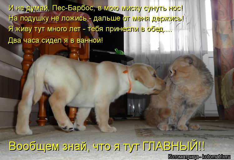 И не думай, Пес-Барбос, в мою миску сунуть нос! На подушку не ложись - дальше от меня держись! Я живу... Котоматрица: И не думай, Пес-Барбос, в мою миску сунуть нос! На подушку не ложись - дальше от меня держись! Я живу тут много лет - тебя принесли в обед.... Два