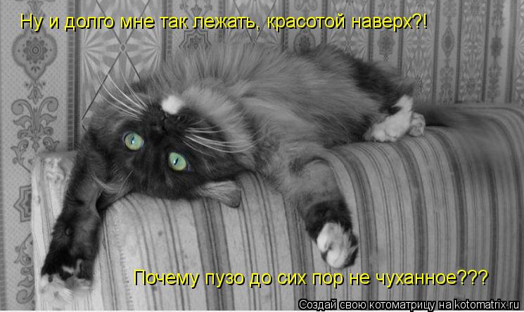 Ну и долго мне так лежать, красотой наверх?! Почему пузо до сих пор не чуханное???... Котоматрица: Ну и долго мне так лежать, красотой наверх?! Почему пузо до сих пор не чуханное???