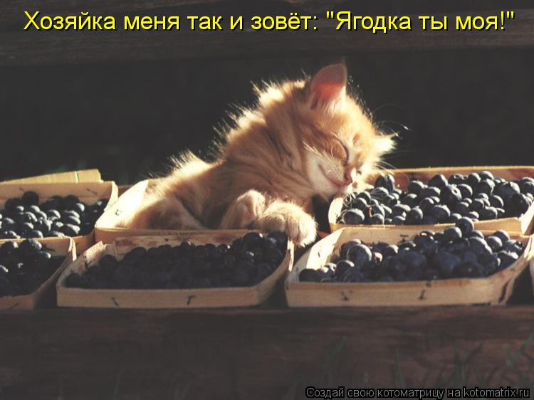 Хозяйка меня так и зовёт: "Ягодка ты моя!"... Котоматрица: Хозяйка меня так и зовёт: "Ягодка ты моя!"