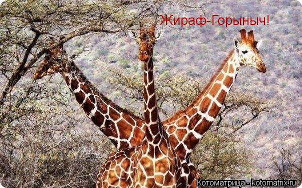 Котоматрица: Жираф-Горыныч!