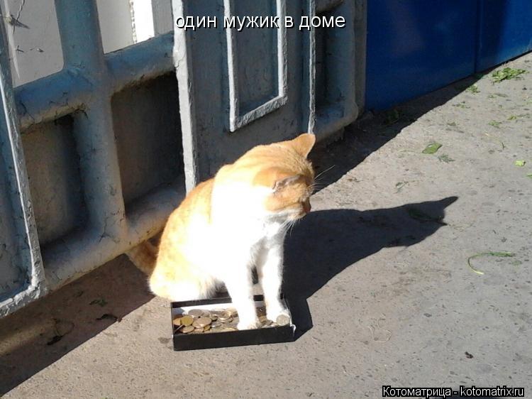 один мужик в доме... Котоматрица: один мужик в доме