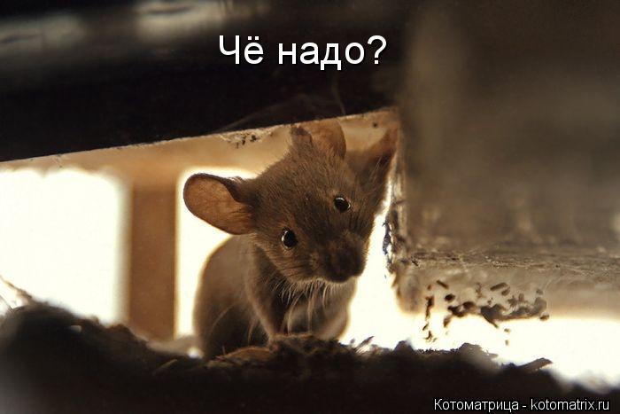 Чё надо?... Котоматрица: Чё надо?