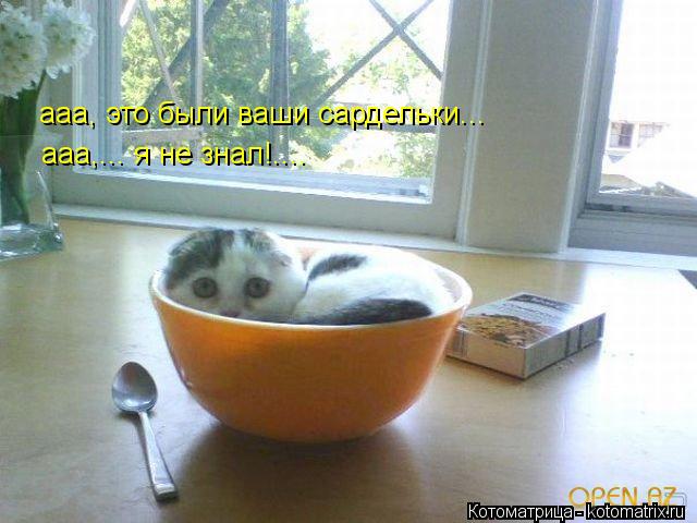 ааа, это были ваши сардельки... ааа,... я не знал!....... Котоматрица: ааа, это были ваши сардельки... ааа,... я не знал!....