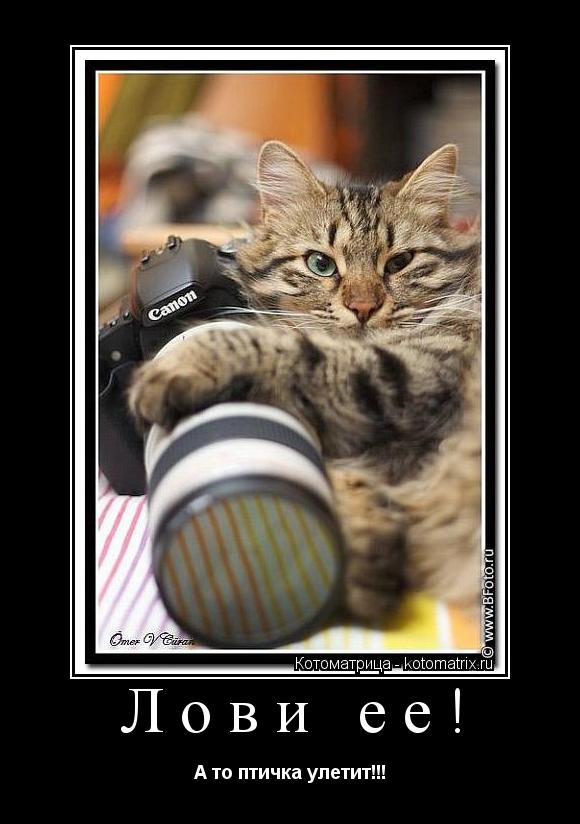 Лови ее! А то птичка улетит!!!... Котоматрица: Лови ее! А то птичка улетит!!!
