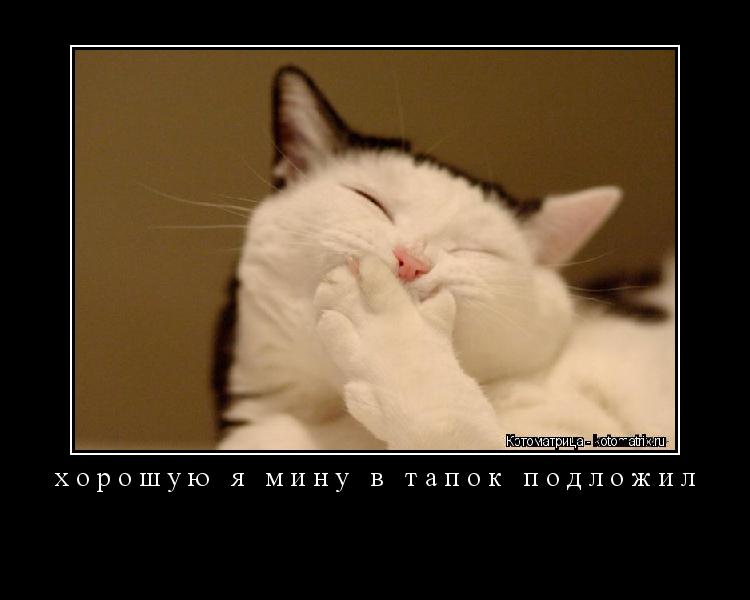 хорошую я мину в тапок подложил ... Котоматрица: хорошую я мину в тапок подложил