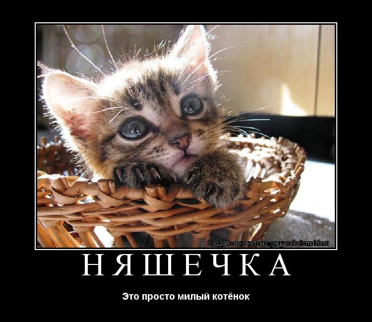 Котоматрица: НЯШЕЧКА Это просто милый котёнок