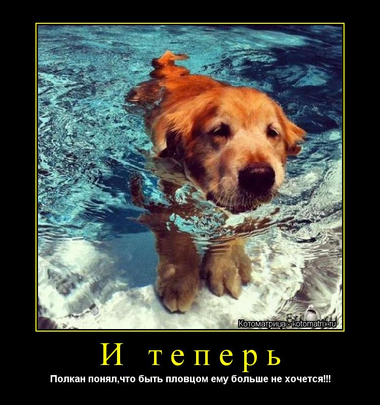 И теперь Полкан понял,что быть пловцом ему больше не хочется!!!... Котоматрица: И теперь Полкан понял,что быть пловцом ему больше не хочется!!!