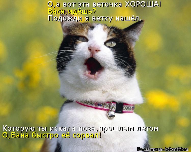 О,а вот эта веточка ХОРОША! Подожди я ветку нашёл. Вася,идёшь? Которую ты искала поза,прошлым летом О... Котоматрица: О,а вот эта веточка ХОРОША! Подожди я ветку нашёл. Вася,идёшь? Которую ты искала поза,прошлым летом О,Бана быстро её сорвал!
