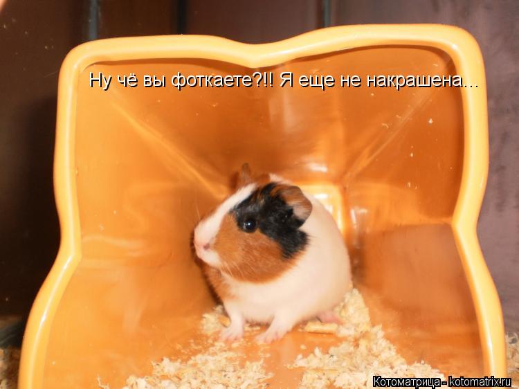 Ну чё вы фоткаете?!! Я еще не накрашена...... Котоматрица: Ну чё вы фоткаете?!! Я еще не накрашена...