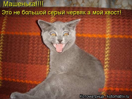 Машенька!!!! Это не большой серый червяк а мой хвост!... Котоматрица: Машенька!!!! Это не большой серый червяк а мой хвост!