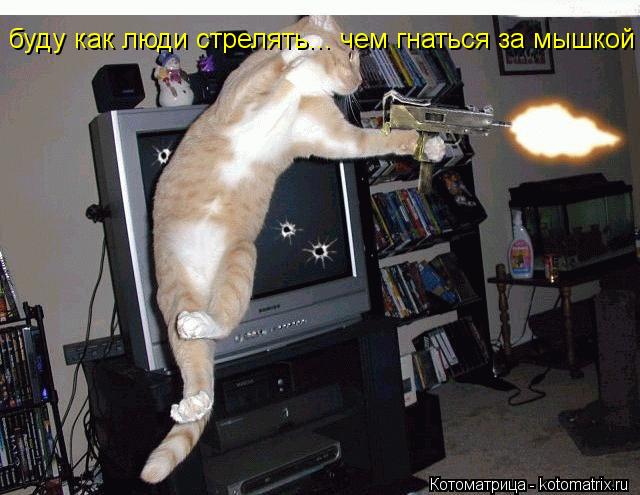 буду как люди стрелять... чем гнаться за мышкой... Котоматрица: буду как люди стрелять... чем гнаться за мышкой