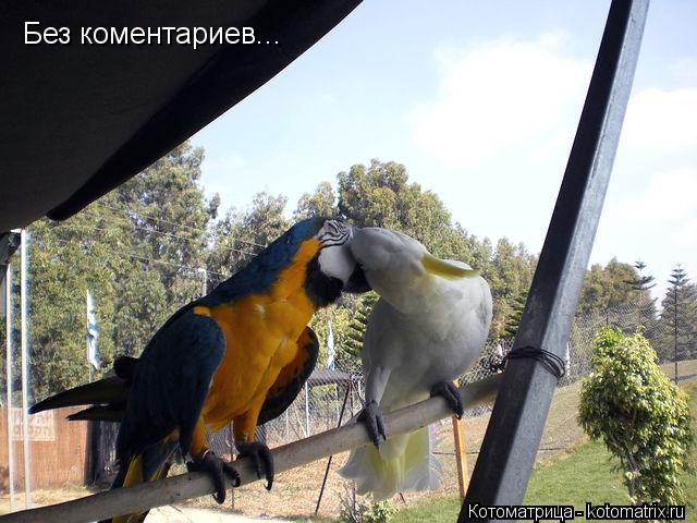 Без коментариев...... Котоматрица: Без коментариев...