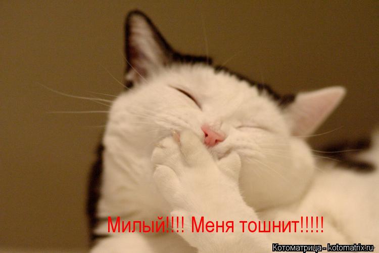 Милый!!!! Меня тошнит!!!!!... Котоматрица: Милый!!!! Меня тошнит!!!!!