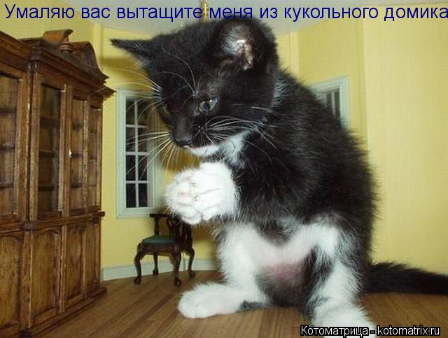 Умаляю вас вытащите меня из кукольного домика... Котоматрица: Умаляю вас вытащите меня из кукольного домика
