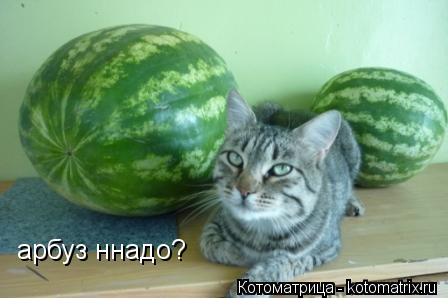 арбуз ннадо?... Котоматрица: арбуз ннадо?