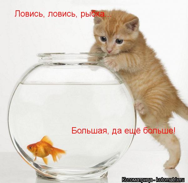 Ловись, ловись, рыбка... Большая, да ещё больше!... Котоматрица: Ловись, ловись, рыбка... Большая, да ещё больше!