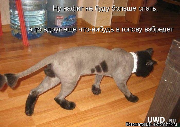 Ну нафиг не буду больше спать, а то вдруг еще что-нибудь в голову взбредет... Котоматрица: Ну нафиг не буду больше спать, а то вдруг еще что-нибудь в голову взбредет