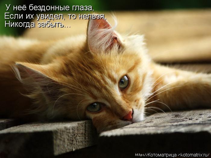 У неё бездонные глаза, Если их увидел, то нельзя, Никогда забыть...... Котоматрица: У неё бездонные глаза, Если их увидел, то нельзя, Никогда забыть...