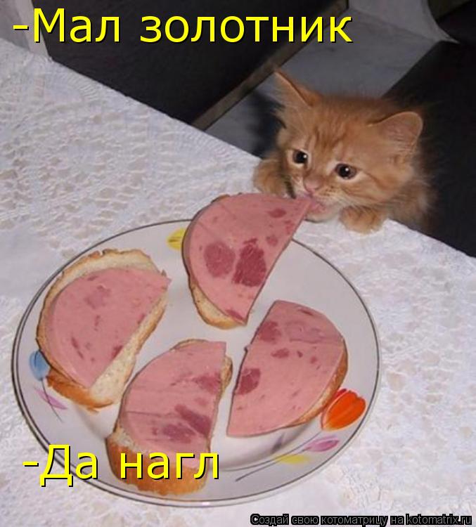 -Мал золотник -Да нагл... Котоматрица: -Мал золотник -Да нагл
