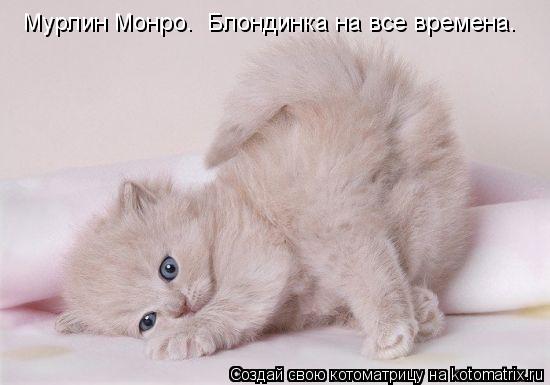 Мурлин Монро. Блондинка на все времена.... Котоматрица: Мурлин Монро. Блондинка на все времена.