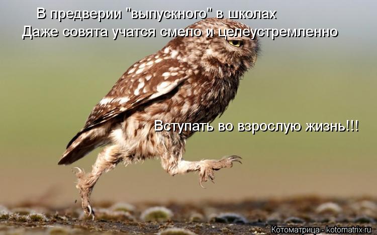 В предверии "выпускного" в школах Даже совята учаться смало и целеустремленно Вступать во взрослую жи... Котоматрица: В предверии "выпускного" в школах Даже совята учаться смало и целеустремленно Вступать во взрослую жизнь!!! Даже совята учатся смело и целеу