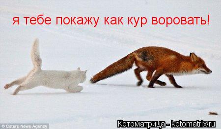 я тебе покажу как кур воровать!... Котоматрица: я тебе покажу как кур воровать!