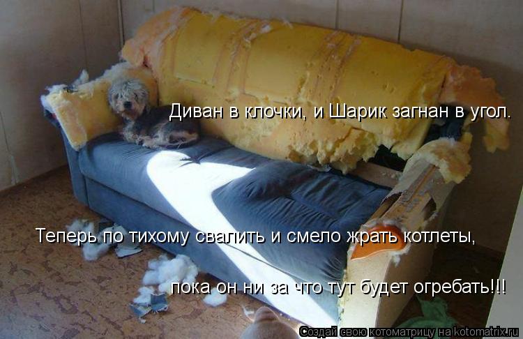 Диван в клочки, и Шарик загнан в угол. Теперь по тихому свалить и смело жрать котлеты, пока он ни за ... Котоматрица: Диван в клочки, и Шарик загнан в угол. Теперь по тихому свалить и смело жрать котлеты, пока он ни за что тут будет огребать!!!