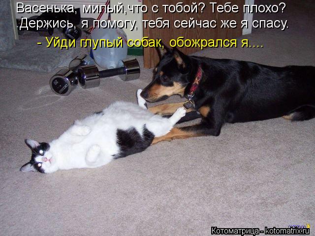 Васенька, милый,что с тобой? Тебе плохо? Держись, я помогу, тебя сейчас же я спасу. - Уйди глупый соб... Котоматрица: Васенька, милый,что с тобой? Тебе плохо? Держись, я помогу, тебя сейчас же я спасу. - Уйди глупый собак, обожрался я....