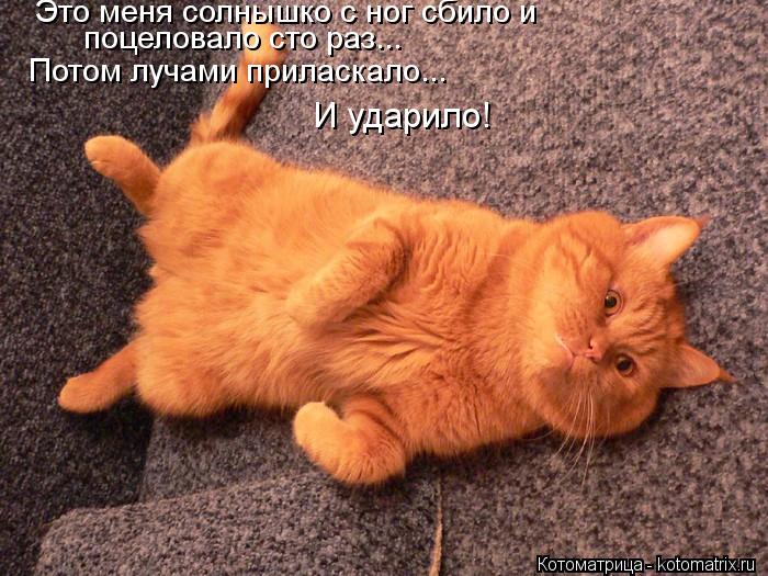 Это меня солнышко с ног сбило и поцеловало сто раз... Потом лучами приласкало... И ударило!... Котоматрица: Это меня солнышко с ног сбило и поцеловало сто раз... Потом лучами приласкало... И ударило!