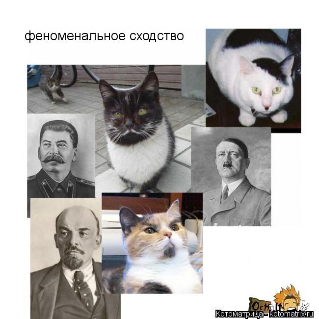 феноменальное сходство... Котоматрица: феноменальное сходство